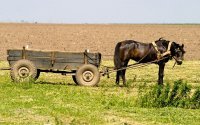 Две деца блъснаха с каруца 85-годишен мъж в Добрич, дядото е с опасност за живота
