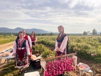 Започна ритуалът розобер в розовите градини край Казанлък